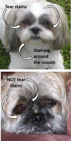 Grooming a shih tzu between the eyes