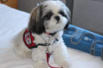 Shih Tzu therapy dog at hospital