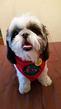 are shih tzus good emotional support dogs