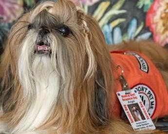 Shih tzu shops service dog