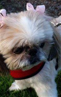 Shih Tzu with harness, red