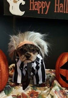 Shih Tzu Beetlejuice dog costume