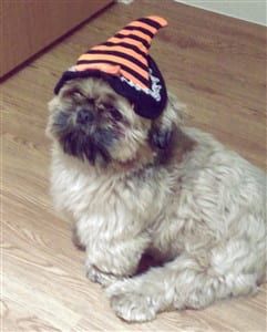 Shih Tzu Halloween hat