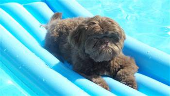 Shih Tzu on a raft in a pool in the summer