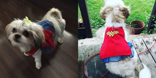 Shih Tzu Wonder Woman costume