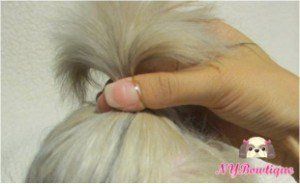 step two putting bow on Shih Tzu