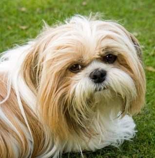 shih tzu hot weather