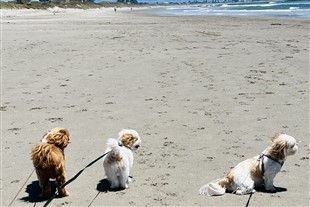 three Shih Tzu dogs at beach