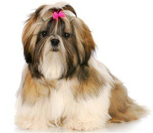 what is the best color for shih tzu