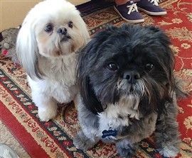 two shih tzu dogs one white one black