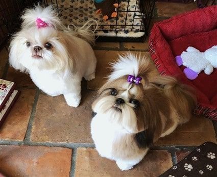 Two Shih Tzu dogs with topknots 
