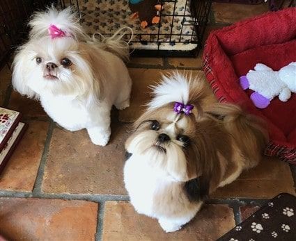 Bow Dog Shih Tzu Top Knot Dog With Hair Tie Dog Tie Out 30PCS