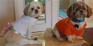 Two Shih Tzu dogs wearing clothes