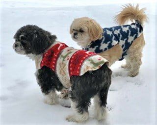 two Shih Tzu dogs outside in the snow