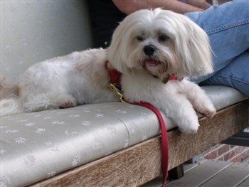 27 Cute Shih Tzu Haircut Ideas  All The Different Types and Styles