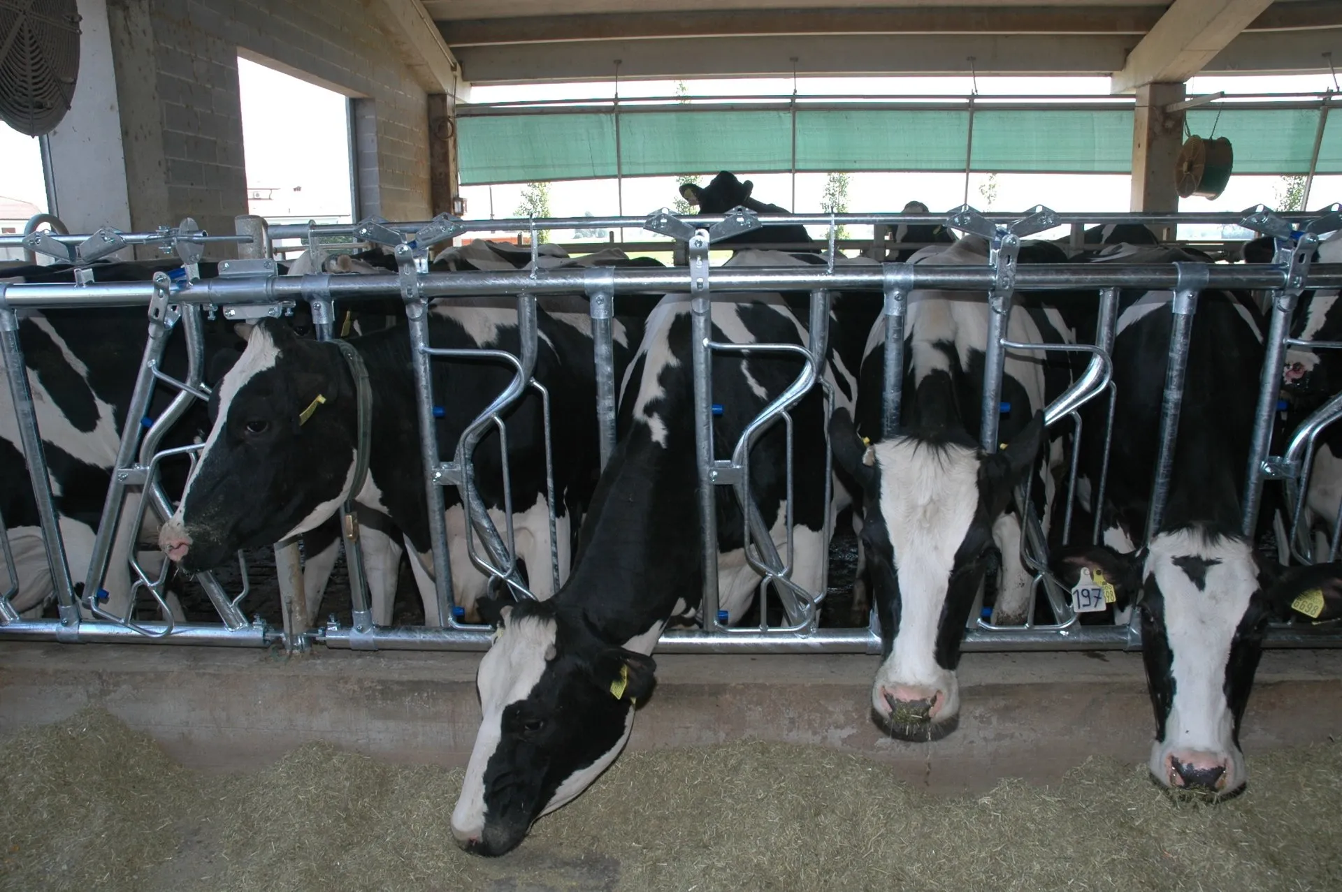 mangiatoie per stalle