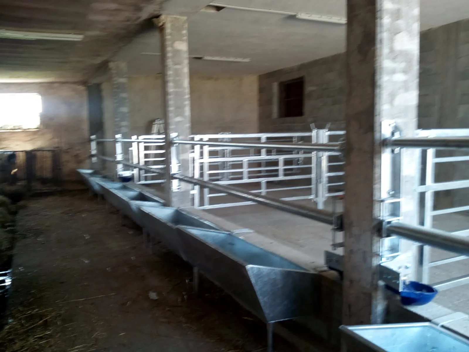 conche mangime per mucche