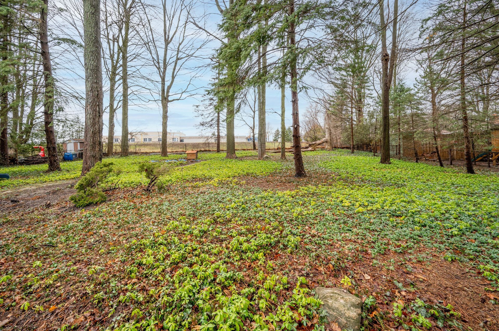 A wooded area with green ground cover and tall trees; buildings in the background under a cloudy sky.