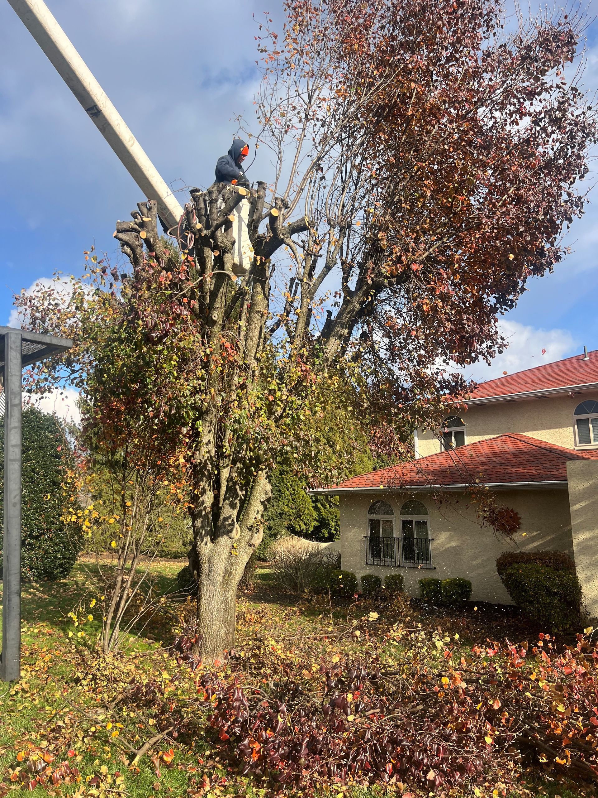 A man is cutting a tree with a crane in front of a house.