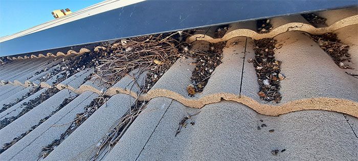Nest and dirts under solar panels caused by pigeons