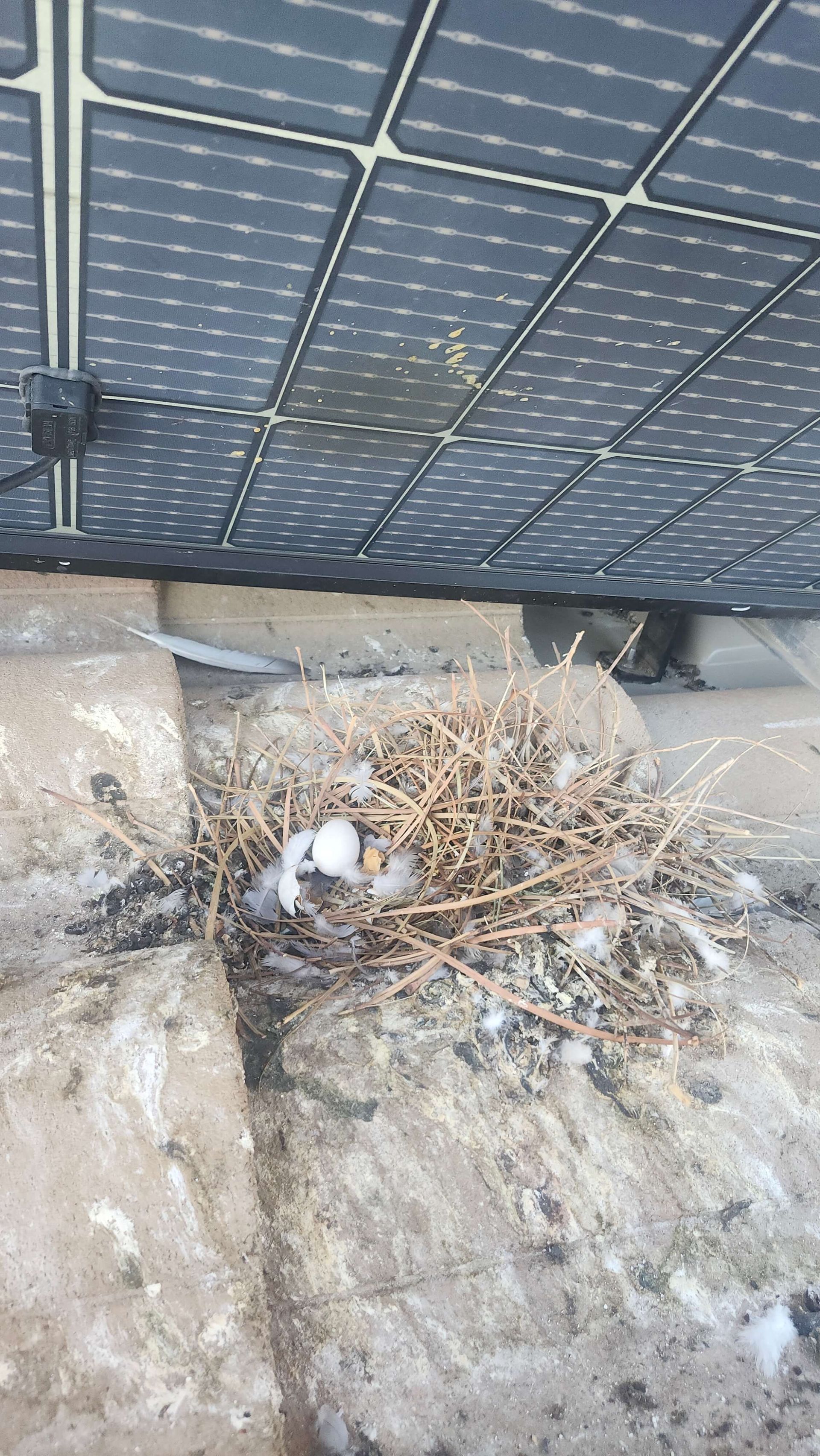 Pigeon nest corroding the backsheet of a solar panel.