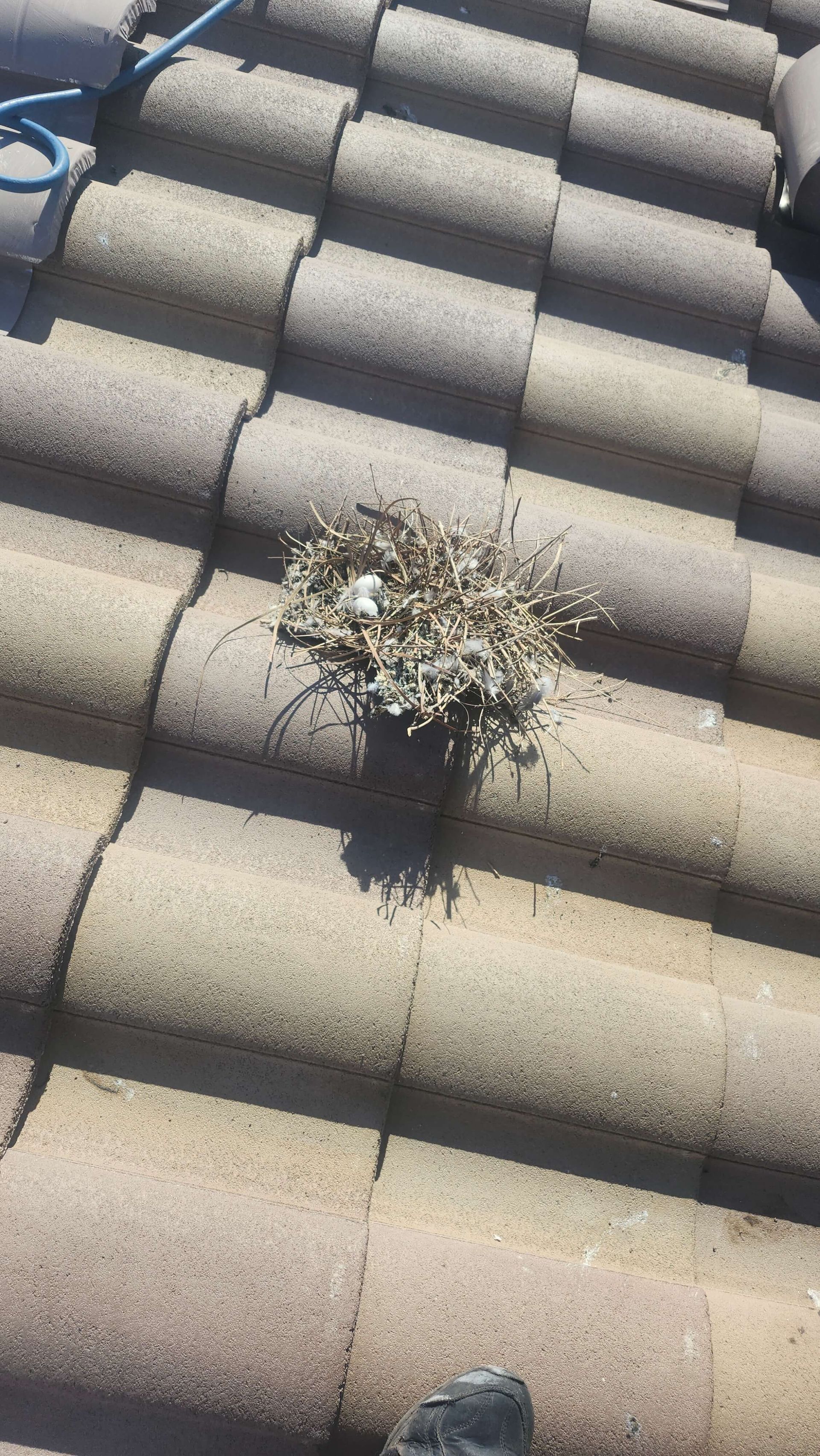 Nest from under the solar panel in Henderson, NV