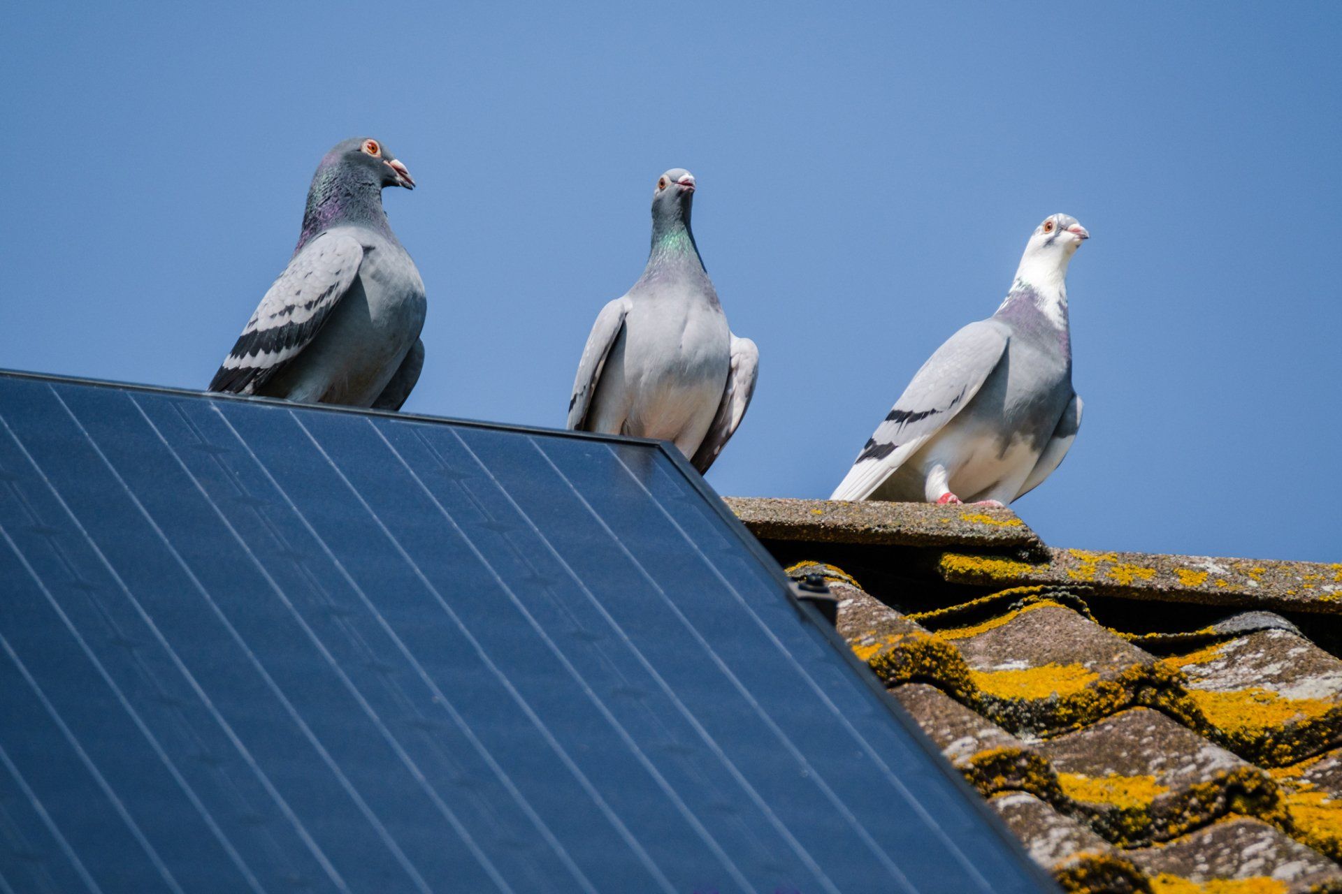 Birds at the roof of a house