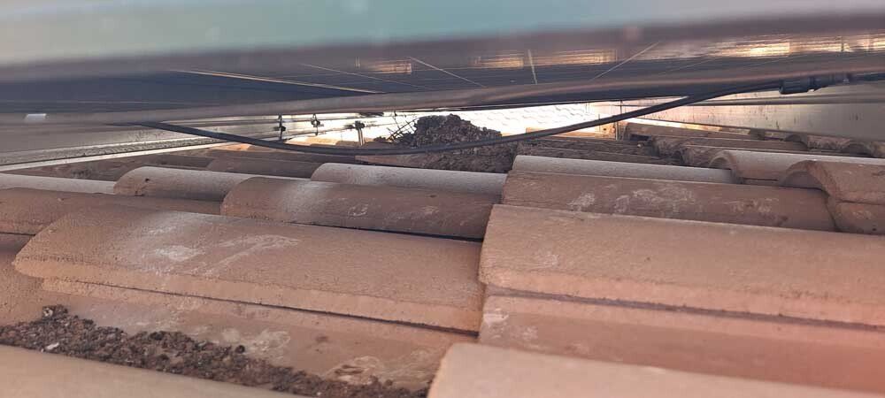 Pigeon waste under solar panels