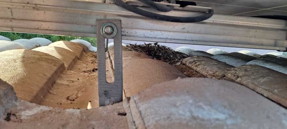 Pigeon nest under solar panels