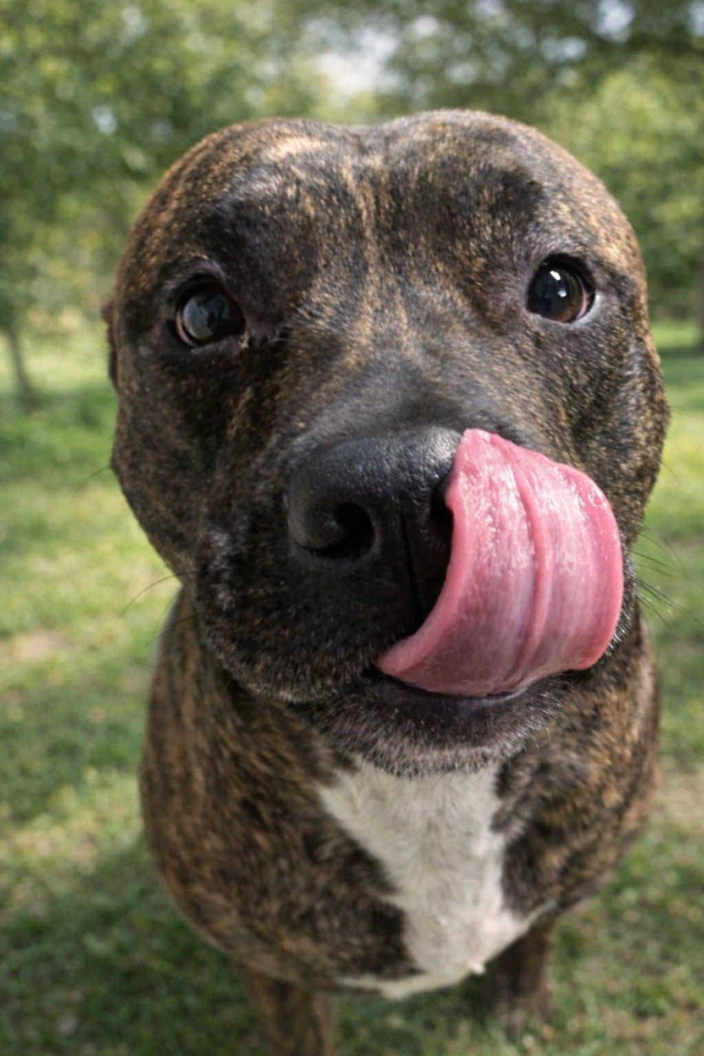 A puppy and a kitten are sitting next to each other