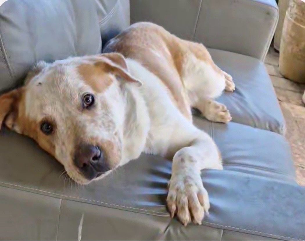 A woman in an apron is holding a cat in her arms.