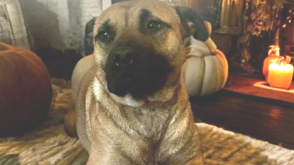 Daisy waiting patiently for her forever home - Melbourne