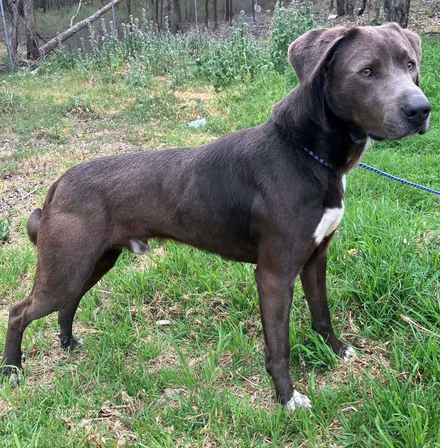 A dog and a cat are being examined by a veterinarian.