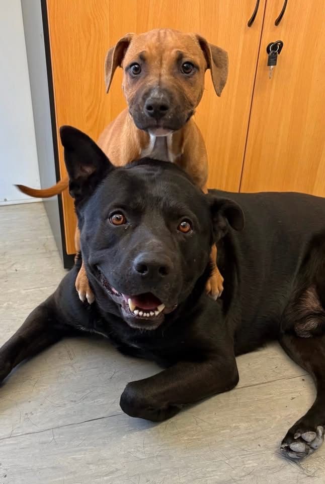 Please see our current animals available for adoption