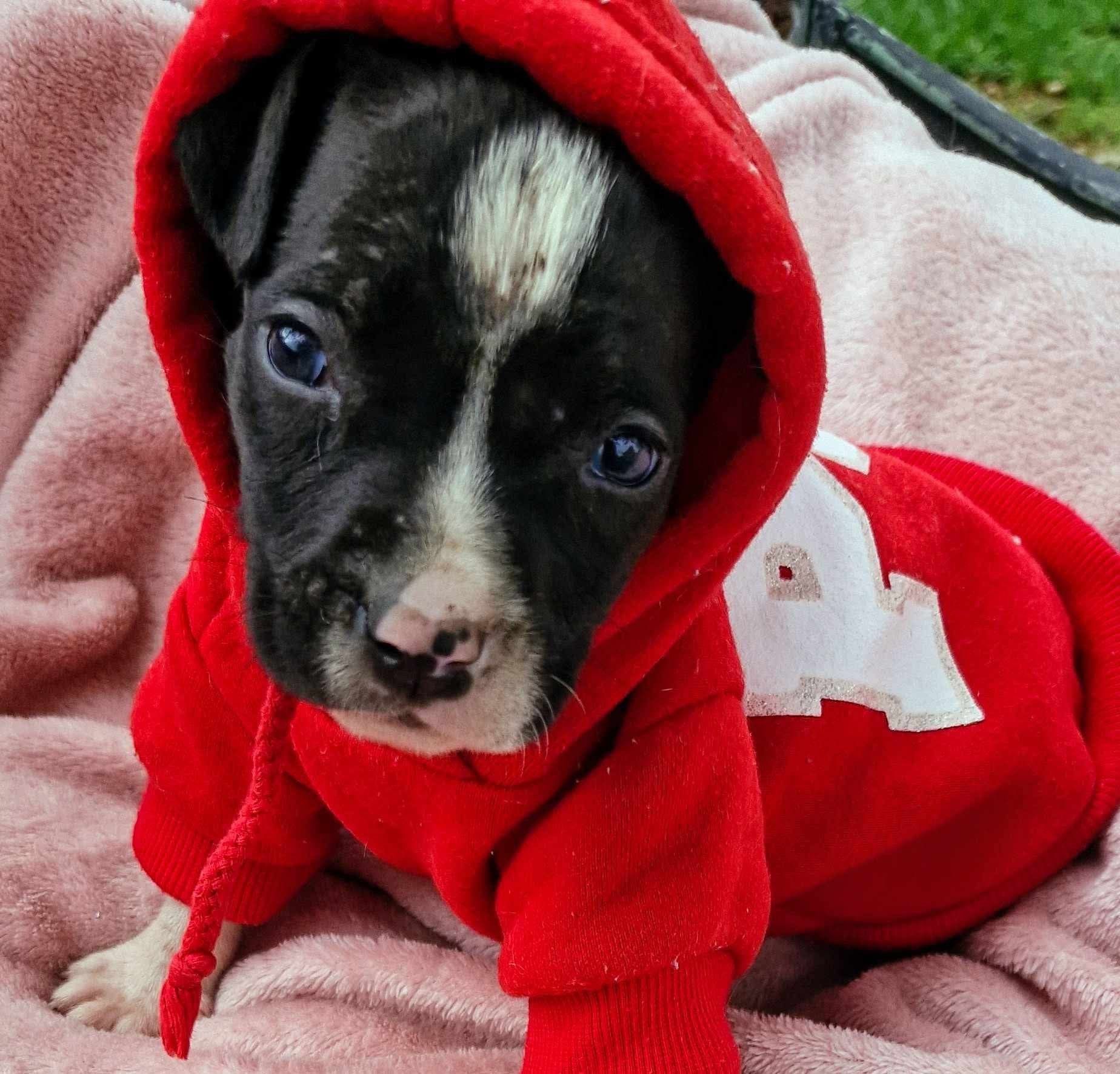 A person is holding a puppy and a kitten in their hands.