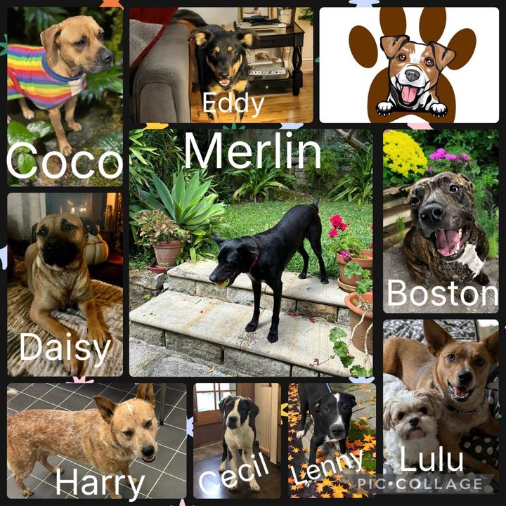 Please see our current animals available for adoption