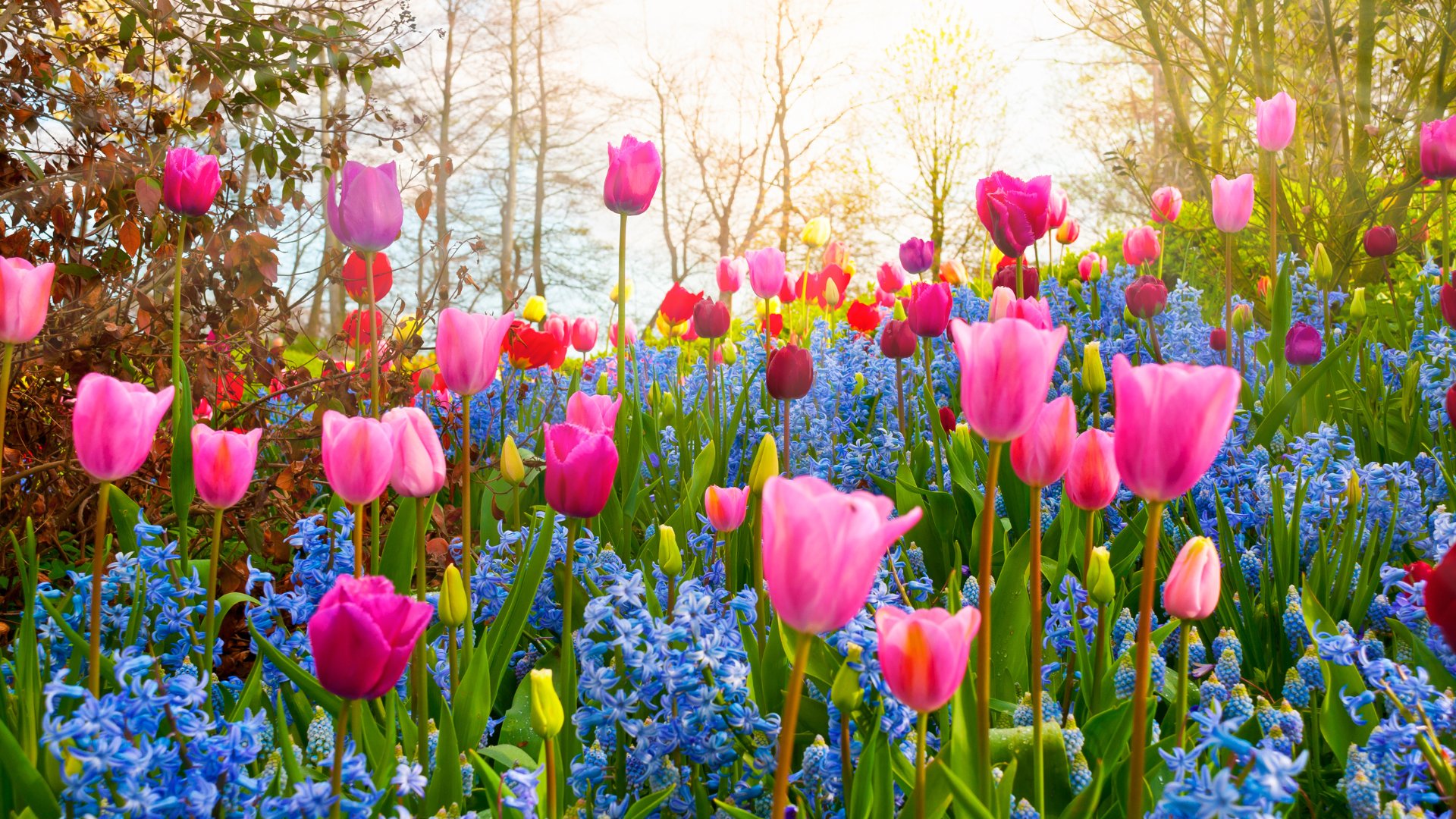 Spring Into Your Goals: How to Refresh Your Mindset and Routine This May