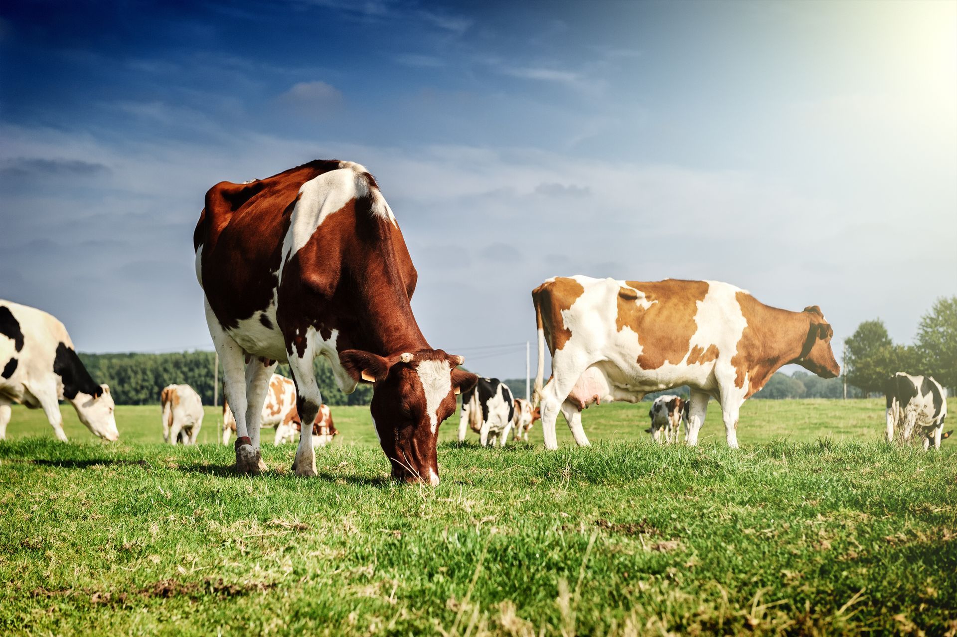 Cows grazing in a green pasture under a blue sky, with one brown-and-white cow in the foreground