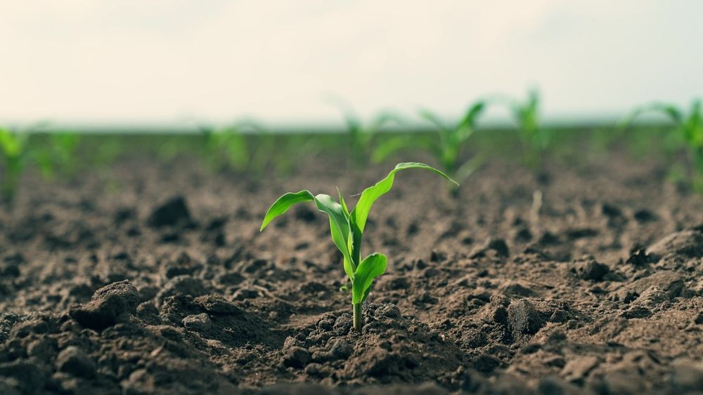 Young green seedlings sprouting from dark soil in a field, with a blurred horizon in the background