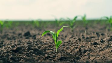 Young green seedlings sprouting from dark soil in a field, with a blurred horizon in the background