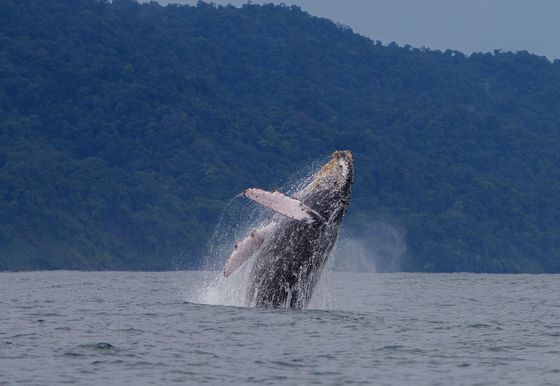 A humpback whale is jumping out of the water