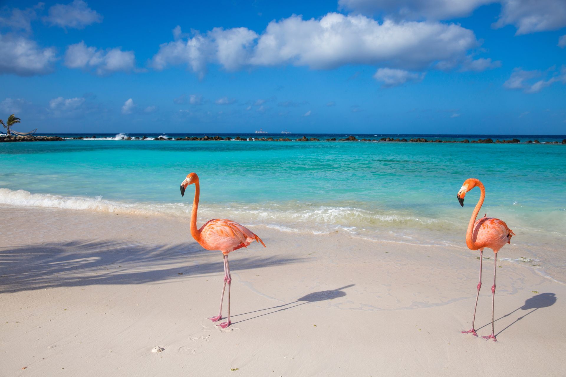 Two pink flamingos on a sandy beach with turquoise water under a blue sky.