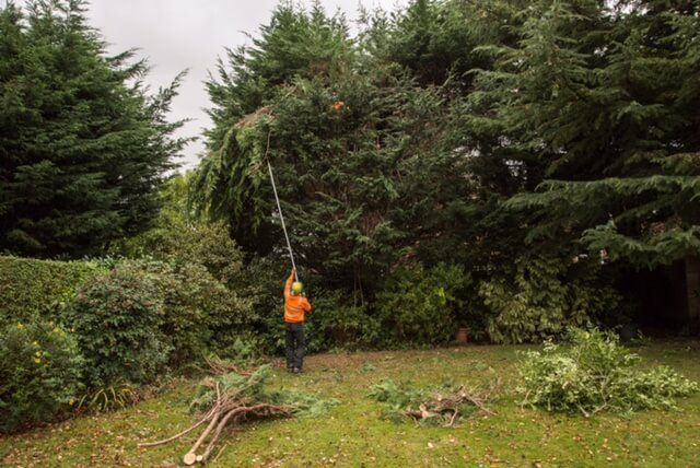 A man is cutting a tree with a chainsaw in a yard.