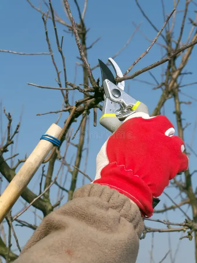A person is cutting a tree branch with a pair of scissors
