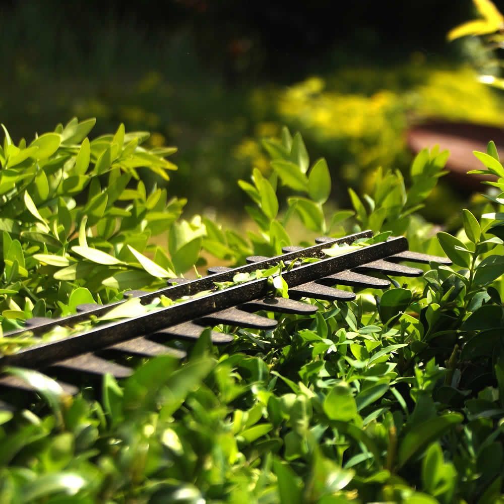 A hedge trimmer is cutting a bush in a garden