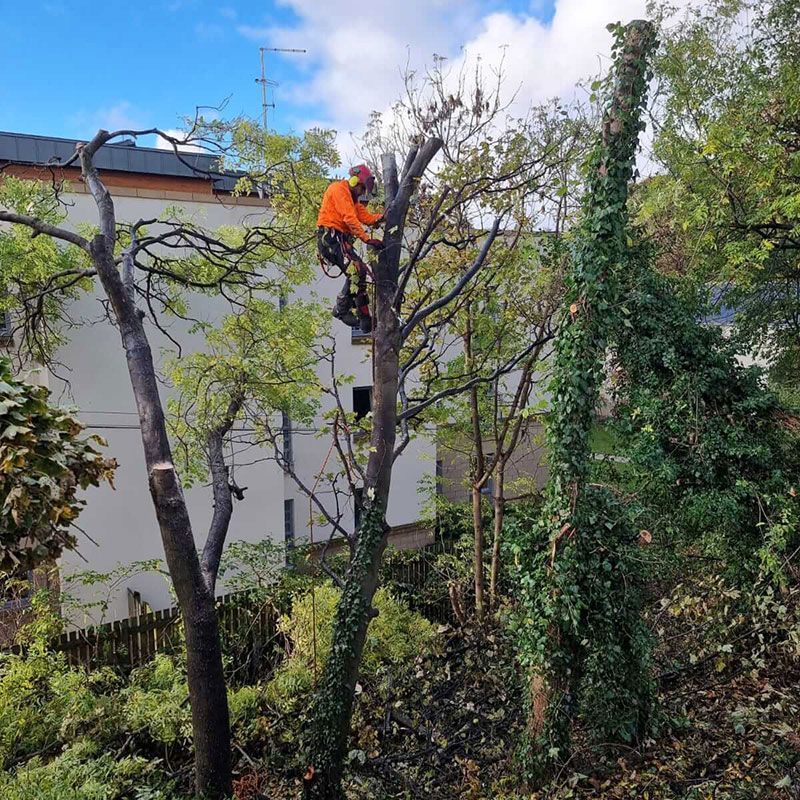 A man is climbing a tree in front of a house