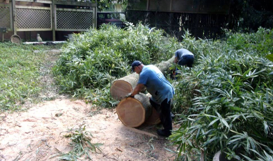 Two men cutting a tree trunk into sections in a grassy yard with bamboo.