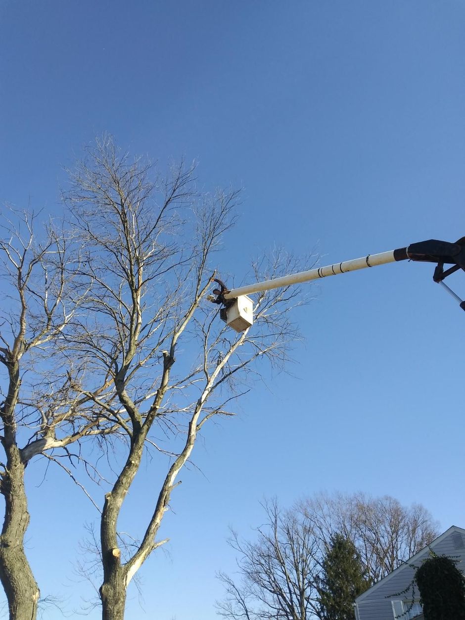 Man and dog stand on fallen tree branch amid foliage.