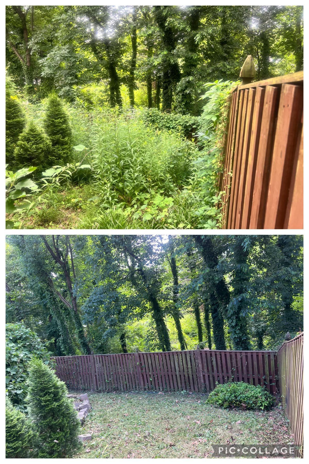 A before and after picture of a garden with a fence and trees.