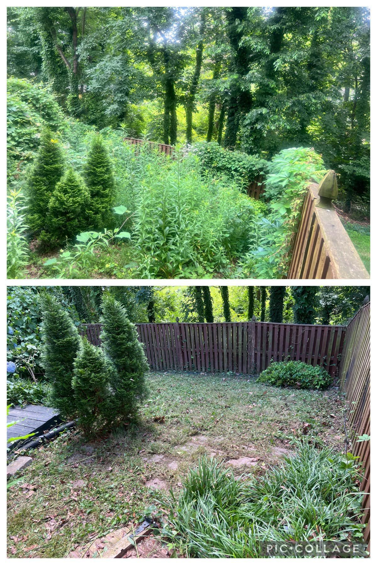 A before and after picture of a backyard with trees and a wooden fence.